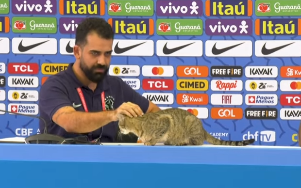 Кошка прервала пресс-конференцию сборной Бразилии на ЧМ. Видео